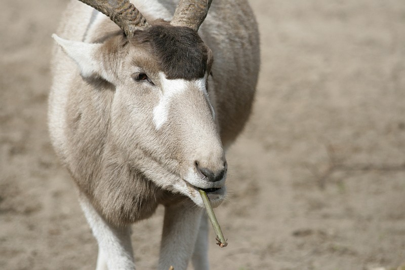 Fotoclubje Blijdorp 2008-87.jpg